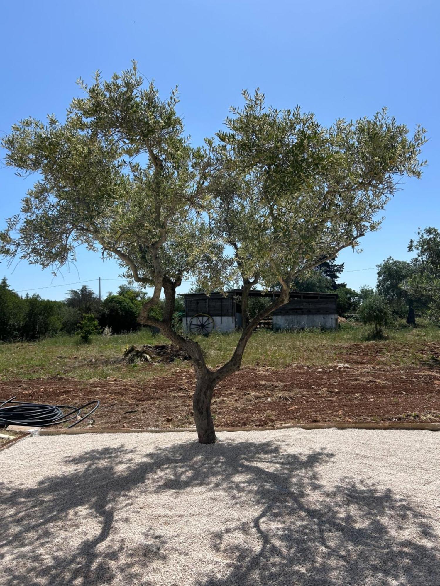 Affittacamere Trulli In Contrada - Monopoli Esterno foto